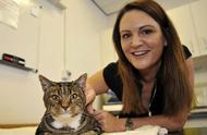 英国兽医专家团队为虎斑猫成功植入心脏起搏器
