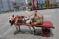 中华田园犬：不仅是宠物，更是国人的得力助手