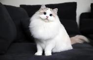 揭秘纯种布偶猫的五大独特特征，你养的可能是混血猫吗？