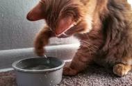 猫为何对水避之不及？