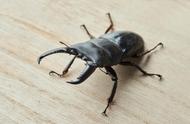 锹甲虫入侵家中？这些方法帮你轻松应对！