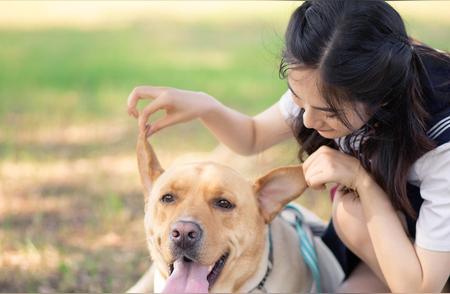 拉布拉多犬的养护知识你了解吗？