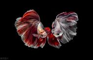 摄影师镜头下的暹罗斗鱼：自然的颜料盘与水中的彩墨云