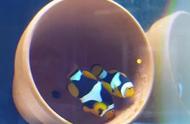 小丑鱼的诞生：揭秘孵化繁殖全过程！