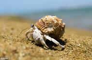 微小甲壳类生物：寄居蟹的自然界生活