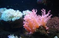 珊瑚的奥秘：了解其特征与种类