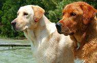 探索30种知名大型宠物犬：从拉布拉多到萨路基，全面了解！