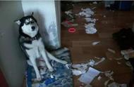 狗狗拆家行为解析：为何它们爱搞破坏？