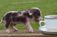 探索未知：茶杯猪的独特魅力