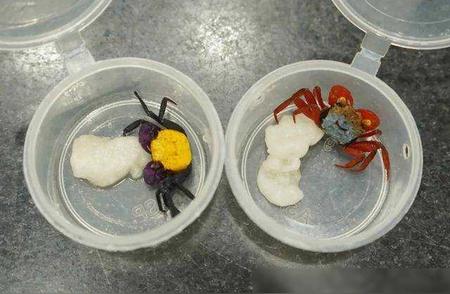 女子携“罕见”吸血鬼蟹入境被查，它竟是 2015 年新发现物种！