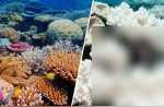全球珊瑚变色危机：背后的真相与灾难性后果
