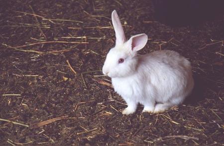 揭秘兔子寿命：影响寿命的关键因素