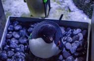 上海海昌公园：阿德利企鹅创纪录产下15枚蛋