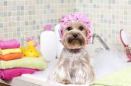 如何为狗狗挑选最合适的沐浴露？
