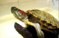 探索巴西红耳龟：美丽与智慧并存的生物