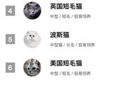 猫咪大揭秘：排行榜前20名猫咪魅力盘点