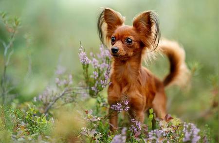 揭秘世界上最小的狗品种，你绝对想不到！