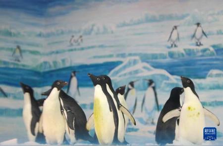 冰城新星：黑龙江省迎来首批阿德利企鹅