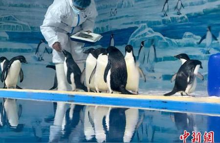 黑龙江首秀！阿德利企鹅今夏与游客惊喜相遇