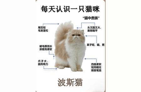 波斯猫：优雅与魅力的完美结合