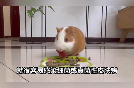 荷兰猪真菌感染全面治疗指南