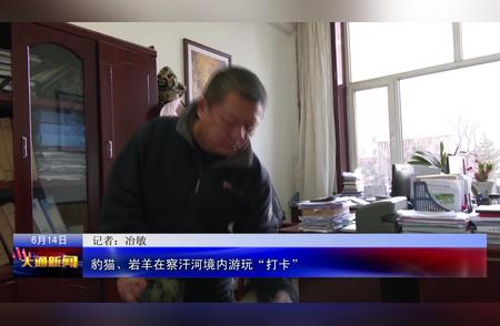 大通县：豹猫与岩羊的奇妙游玩之旅