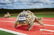 世界上最快的乌龟：速度与生存的故事