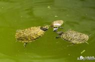揭秘巴西龟冷酷行为：成年龟联手咬死小龟的真相