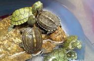 家养乌龟过冬全攻略：保暖、喂食、水质大解析