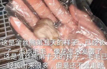 金丝熊：神秘生物探秘