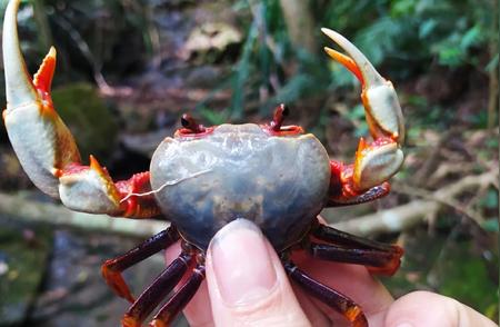 广东南海溪蟹珍稀现身，野采大师捕获惊艳瞬间！