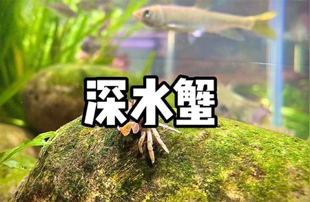 淡水观赏蟹：独特魅力的水族新星