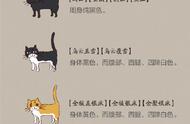 猫咪在古代有哪些高大上的名字？