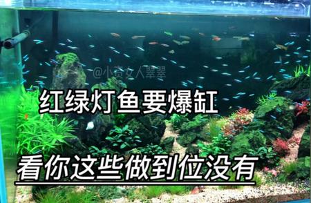 草缸养殖红绿灯鱼：实现爆缸的关键细节