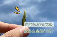 新手必看：白茶界天花板，白毫银针是唯一选择吗？