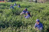 钟山雨花茶：头锅开采，品质提升，价格稳定