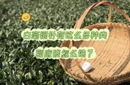 如何选择春白茶中的有机、荒野、高山和头采？