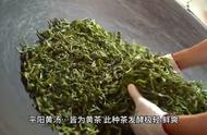 黄茶：人生百味的写照