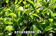 春茶与秋茶：哪一种茶叶更胜一筹？