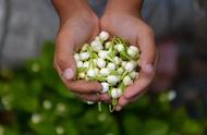 茉莉花茶的魅力揭秘：四川碧潭飘雪茉莉花茶评测首发