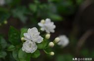 揭秘茉莉花茶的三大谜团：有花与无花，谁是真正的王者？