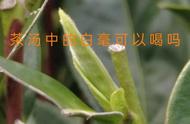 福鼎白茶中的白毫能否饮用？它是什么成分？对茶叶有何影响？