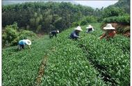 探索青茶的制作过程：从工艺到茶叶香型分类