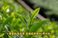 乌龙茶的外形有哪些特点？