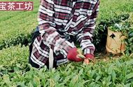 末宝茶工坊2023冬日制茶实录