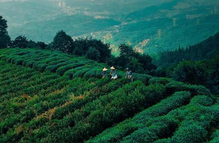 蒙顶山独特魅力：茶技龙行十八式揭秘