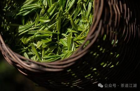 河南信阳毛尖：品茗中原的骄傲