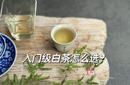 新手必学：如何选择入门级白茶？