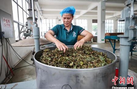 贵州仁怀乌龙茶加工盛况