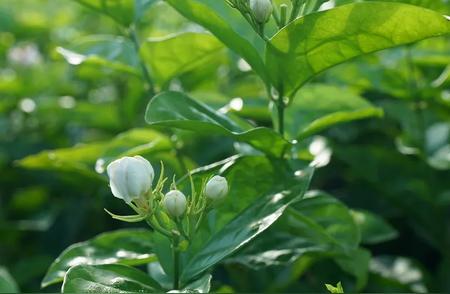 茉莉花茶：花与茶的绝妙融合